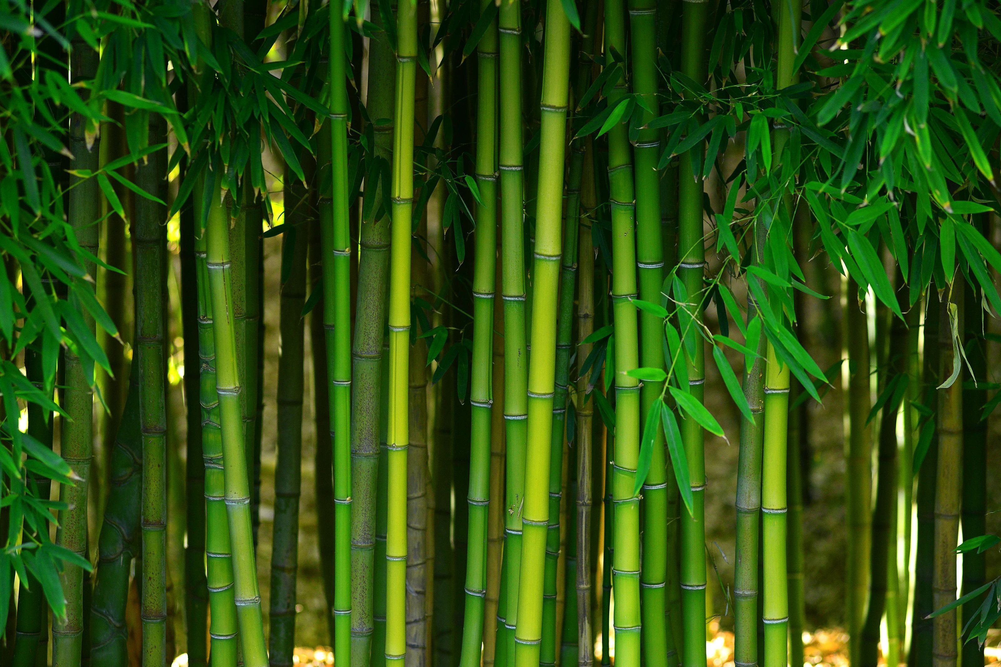 Bamboo in Luce Brothers Floor Covering in Marlboro